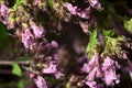 Purple fading origanum