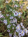 Purple Fall Asters Royalty Free Stock Photo