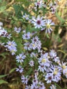 Purple Fall Asters Royalty Free Stock Photo