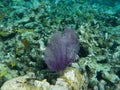 Purple fan coral among yellow corals