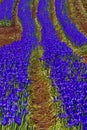 Purple farm rows of iris flowers in Tasmania