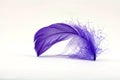 Purple Feather 2 Royalty Free Stock Photo
