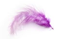 Purple feather Royalty Free Stock Photo