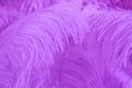 Purple feather of bird for background Royalty Free Stock Photo
