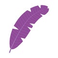 Purple feather cartoon isolated design icon white background Royalty Free Stock Photo