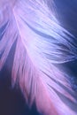 Purple feather