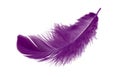 Purple Feather Isolated on White Background Royalty Free Stock Photo