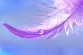 Purple feather with water drop on a blue background. Beautiful abstract macro. Selective focus Royalty Free Stock Photo