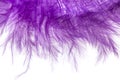 Purple feather on a white background Royalty Free Stock Photo
