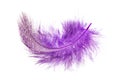 Purple feather on a white background Royalty Free Stock Photo