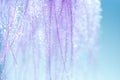 Purple feathers with small drops of water on a blue background. Very gentle and beautiful background of feathers. Macro Royalty Free Stock Photo