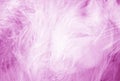 Purple feathers texture background