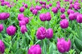 Purple field of blooming tulips