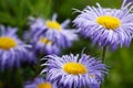 Purple field flower in the aster meadow on the lawn