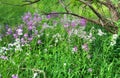 Purple field flowers