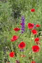 Purple field flowers and red poppy flowers blooming in early summer Royalty Free Stock Photo