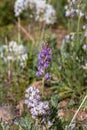 Purple Field Milkvetch, Astragalus agrestis Royalty Free Stock Photo