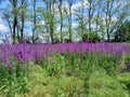 Purple field in our Edem Royalty Free Stock Photo