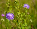 purple Field Scabious