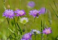 purple Field Scabious