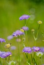 purple Field Scabious