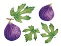 Purple fig.Botanical illustration drawn with markers and watercolor.Clipart of whole fruit with leaves.Isolated handmade