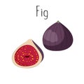 Purple fig, whole fruit and half in cartoon style, vector illustration.