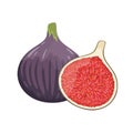 Purple figs whole and cut, flat style vector illustration isolated on white background