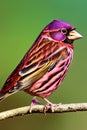 Purple Finch Animal. AI Generated.