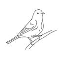 Purple Finch Bird Illustration Vector