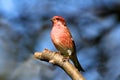 Purple Finch (Carpodacus purpureus) Royalty Free Stock Photo