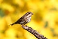 Purple Finch (Carpodacus purpureus)