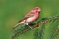 Purple Finch (Carpodacus purpureus) Royalty Free Stock Photo