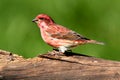 Purple Finch (Carpodacus purpureus)