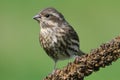 Purple Finch (Carpodacus purpureus)