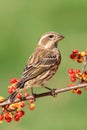 Purple Finch (Carpodacus purpureus) Royalty Free Stock Photo