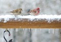 Purple Finch feeding in the snow. Royalty Free Stock Photo