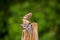 Purple Finch fending off a Black Capped Chickadee