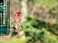 Purple finch, Haemorhous purpureus, on bird feeder