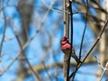 Purple finch, Haemorhous purpureus, on tree branch