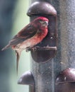 Purple finch Haemorhous purpureus through the window, at a feeder.