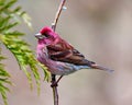 Purple Finch Photo and Image. Finch male close-up side view, perched on a tree buds branch and displaying red colour plumage with