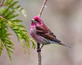 Purple Finch Photo and Image. Finch male close-up side view, perched on a tree buds branch and displaying red colour plumage with