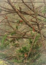 Purple Finch in pine trees dark background