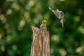 Purple Finch protecting his stash as Black Capped Chickadee swoops in