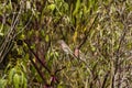 Purple Finch sitting with its partner Royalty Free Stock Photo