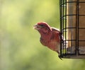 Purple Finch Stare Royalty Free Stock Photo