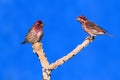 Purple Finches (Carpodacus purpureus) Royalty Free Stock Photo