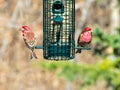 Purple finches, Haemorhous purpureus, on bird feeder Royalty Free Stock Photo