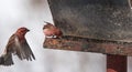 Purple finches (Haemorhous purpureus) at a feeder. Springtime comes, bird seed aplenty. Royalty Free Stock Photo